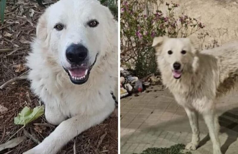 Ancora un esposto in Procura per Blanco e Achille i cani uccisi a Mazara